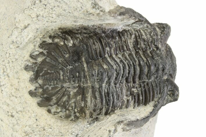 Bargain, Hollardops Trilobite - Ofaten, Morocco #254491